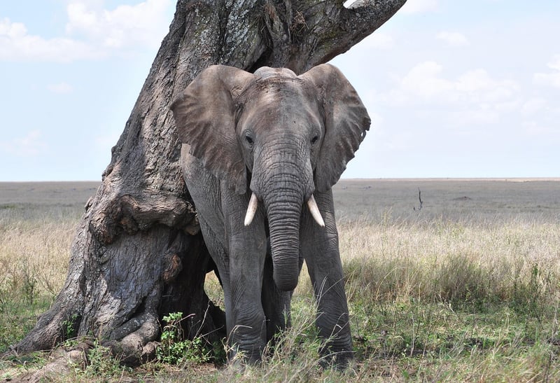 Serengeti, Tanzania